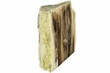 Polished, Petrified Wood (Metasequoia) Stand Up - Oregon #185150-2